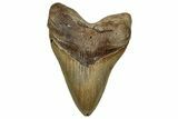 Serrated, Fossil Megalodon Tooth - North Carolina #328305-1
